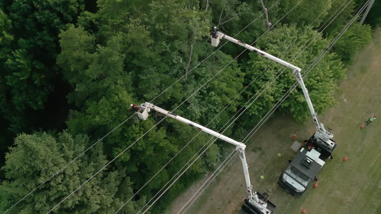 How Our Tree Care Process Works  in  Vincent, CA