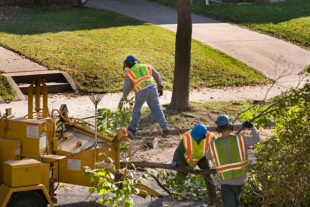 Best Palm Tree Trimming  in Vincent, CA